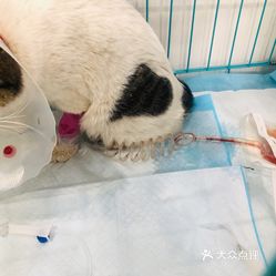 电话,地址,价格,营业时间 图 西安宠物