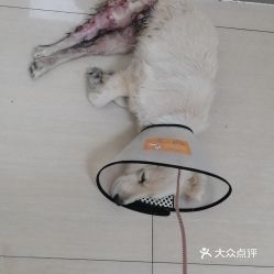 电话,地址,价格,营业时间 北京宠物