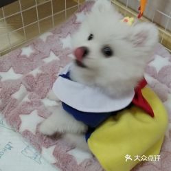 电话,地址,价格,营业时间 北京宠物