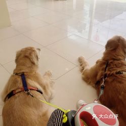 电话,地址,价格,营业时间 北京宠物