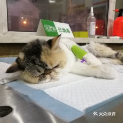 电话,地址,价格,营业时间 长春宠物