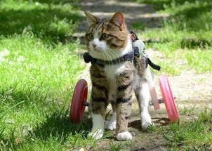 福懋动物医院 猫说,如果我不完美了 你还会爱我吗