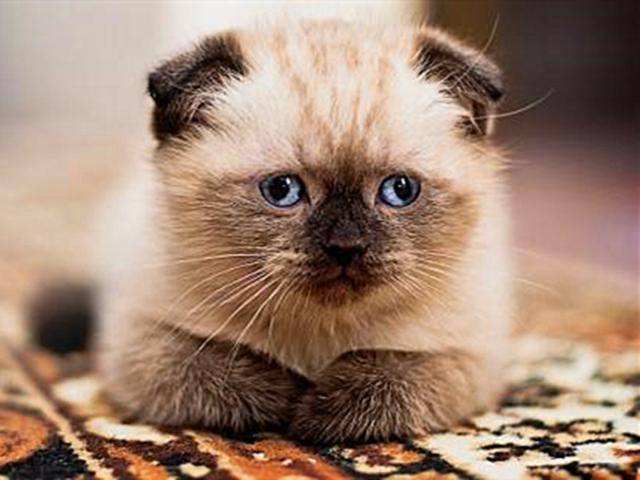 上海艾吉宠物医院连锁 猫咪掉毛的处理方式,铲屎官须知