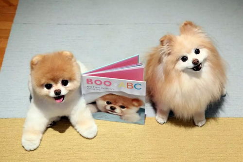 福懋动物医院 这个1700万粉丝的网红狗去世, 你等等,我这就来