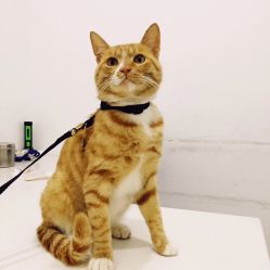 西唯动物医院电话, 地址, 价格, 营业时间 宠物 西安宠物