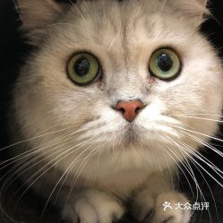 电话,地址,价格,营业时间 北京宠物