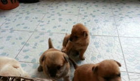 福斯犬粮警犬研究所科技开发中心动物食品厂