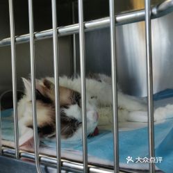 电话,地址,价格,营业时间 图 北京宠物