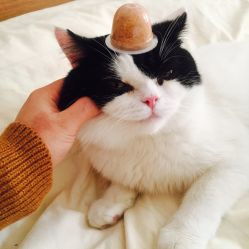 电话 地址 价格 营业时间 季华园宠物医院团购 佛山宠物