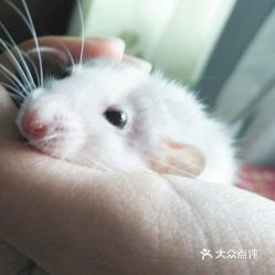 青岛宠物动物医院实用指南