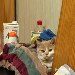 北京宠物动物医院指南 联系方式、地址、价格及营业时间