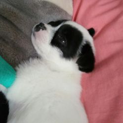 我宠我爱动物医院 沈阳于洪广场店的爱心守护