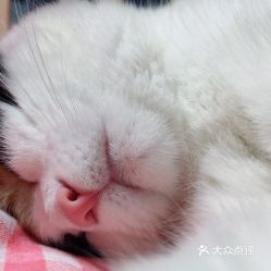 西安宠物动物医院指南 电话、地址、价格与营业时间