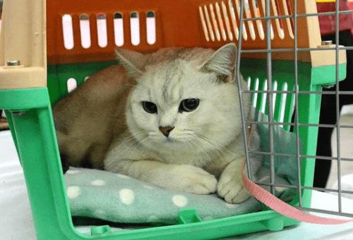 猫咪受凉会呕吐吗