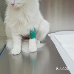 电话,地址,价格,营业时间 长春宠物