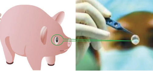国内首创动物眼角膜移植技术，破解供体短缺难题为患者带来光明