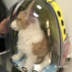 北京宠物动物医院指南 电话、地址、价格及营业时间全解析