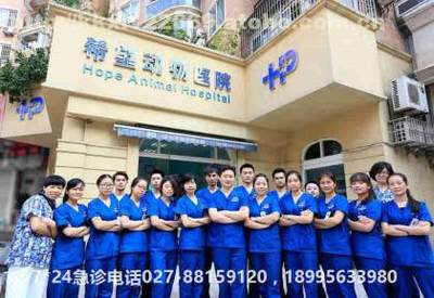 武汉青山动物医院 宠物疫苗与绝育，专业服务就找希望之心